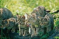 Wildkatzenbabys, Foto: Thomas Stephan/BUND